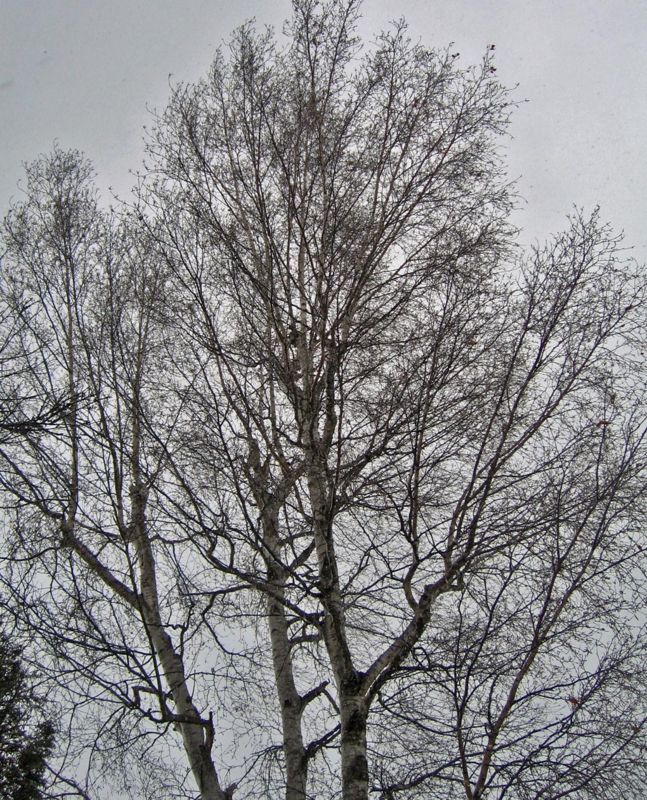 f:id:atarou:20120404194741j:image