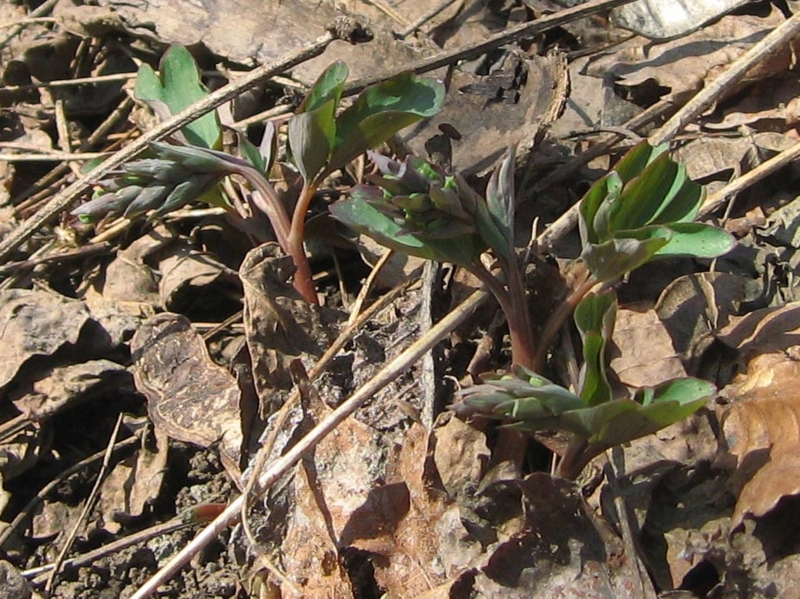 f:id:atarou:20120415182016j:image