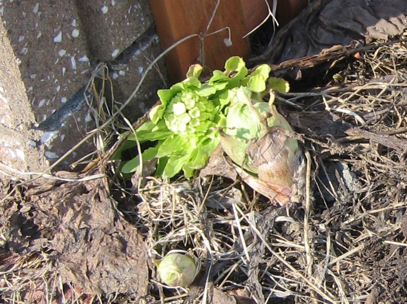 f:id:atarou:20120416060701j:image