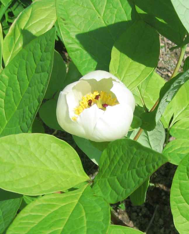 f:id:atarou:20120528175025j:image