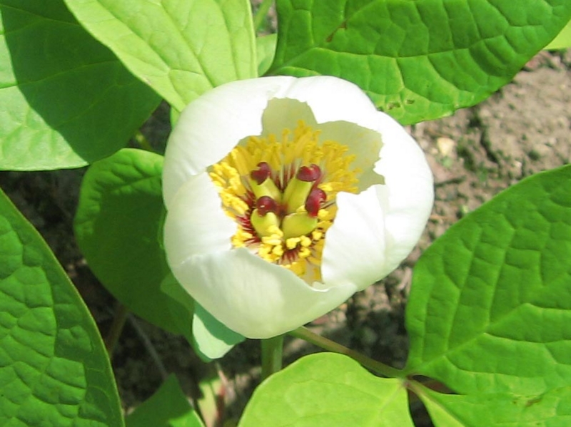 f:id:atarou:20120528175835j:image