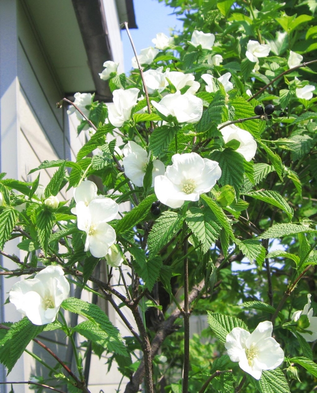 f:id:atarou:20120529054651j:image