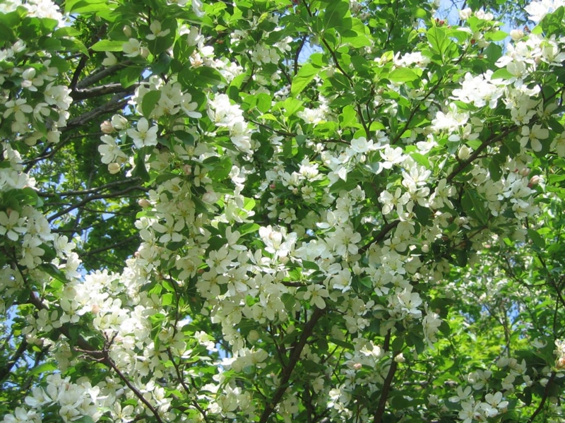 f:id:atarou:20120529055312j:image