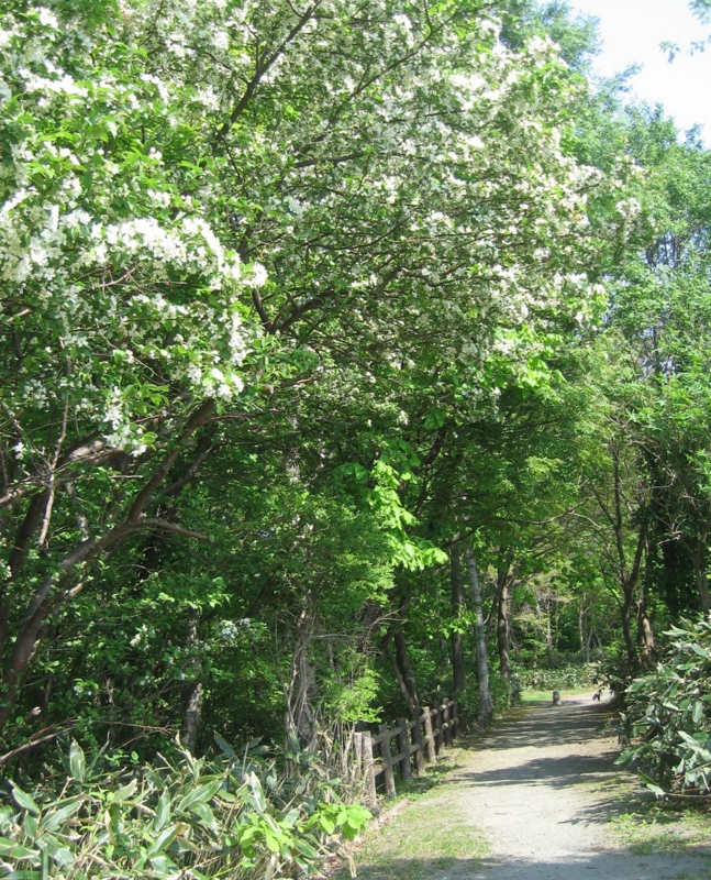 f:id:atarou:20120529055314j:image