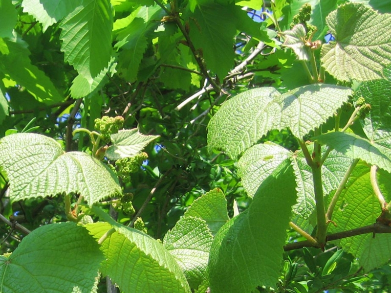 f:id:atarou:20120529055316j:image