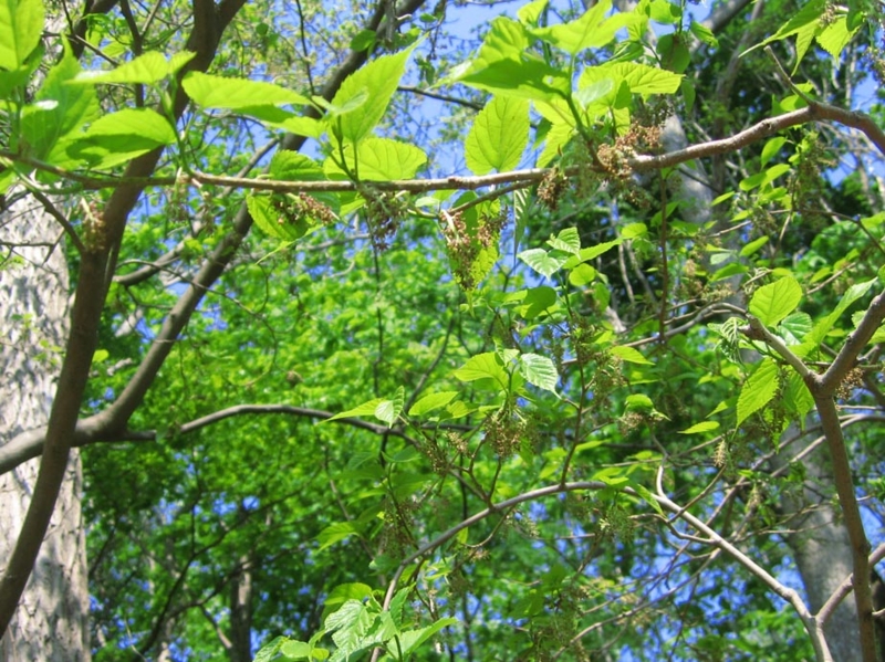 f:id:atarou:20120529055804j:image