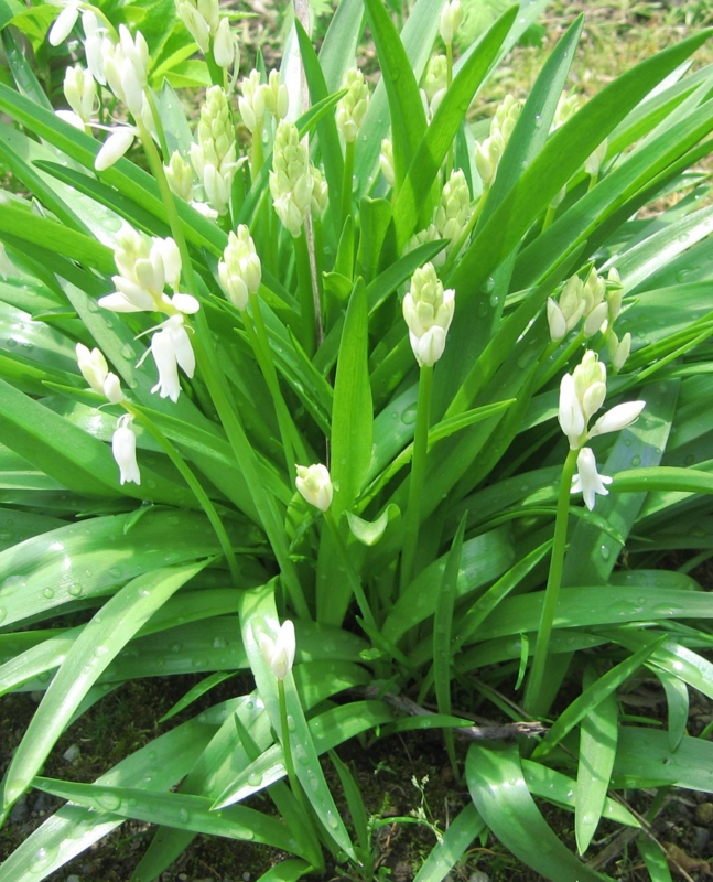 f:id:atarou:20120603060925j:image