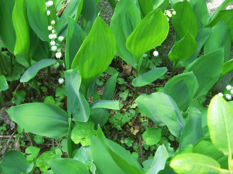 f:id:atarou:20120603060930j:image
