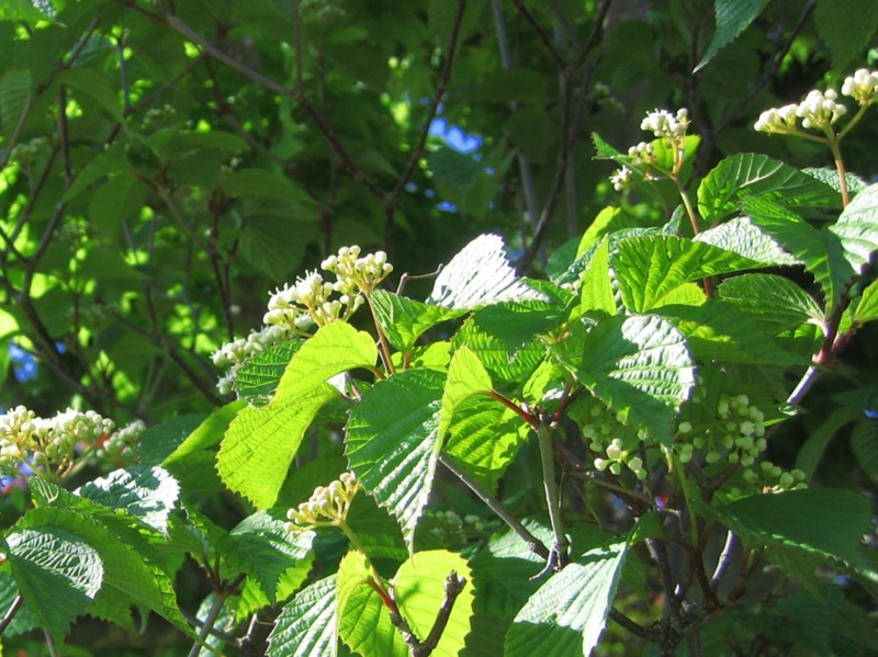 f:id:atarou:20120603062130j:image
