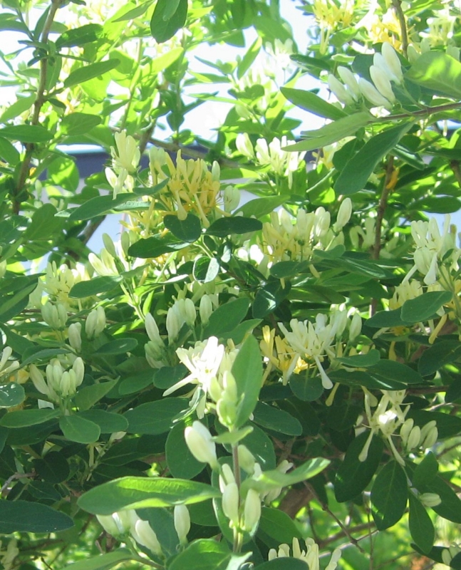 f:id:atarou:20120603062131j:image