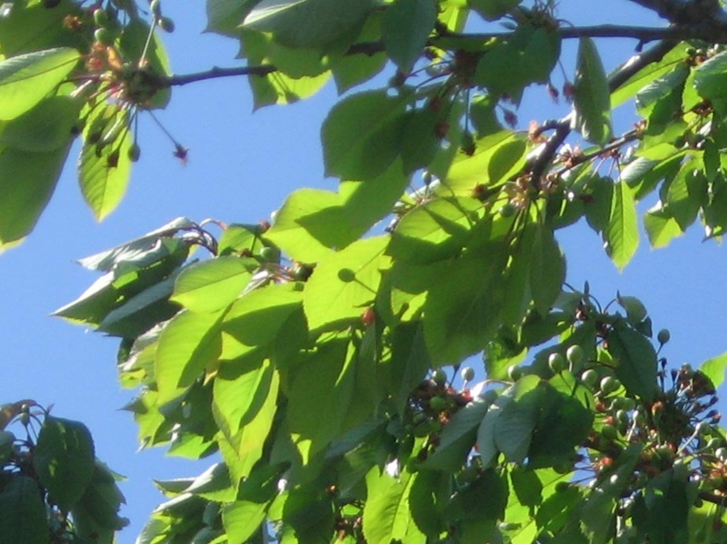 f:id:atarou:20120603062133j:image