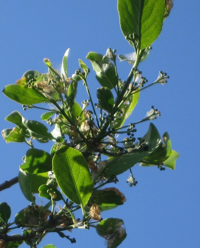 f:id:atarou:20120603063537j:image