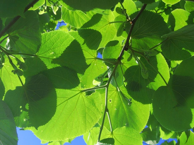 f:id:atarou:20120603064824j:image
