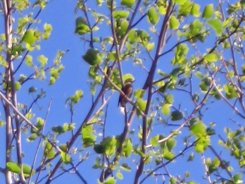 f:id:atarou:20120603064825j:image
