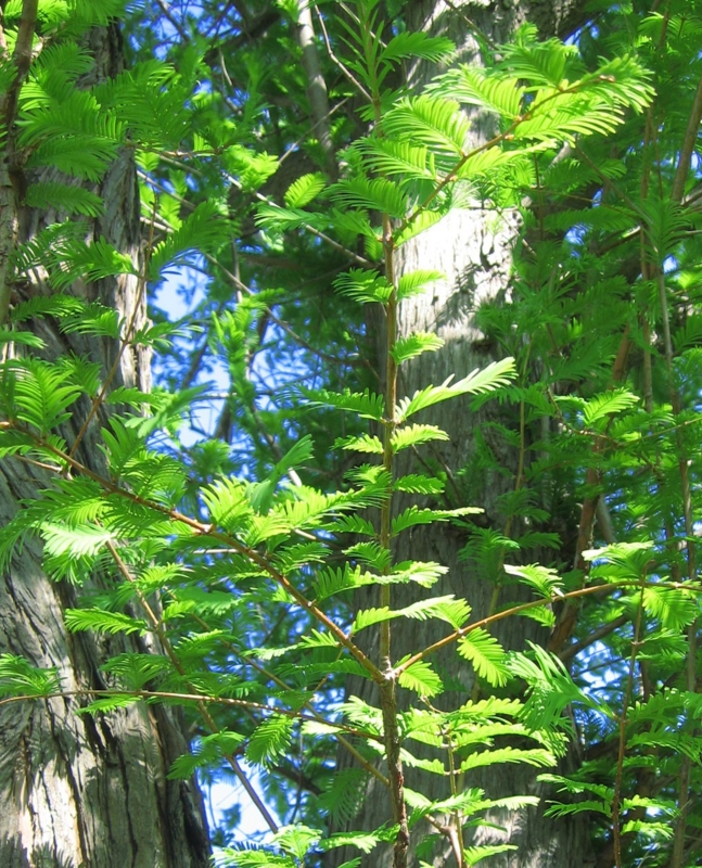 f:id:atarou:20120603064826j:image