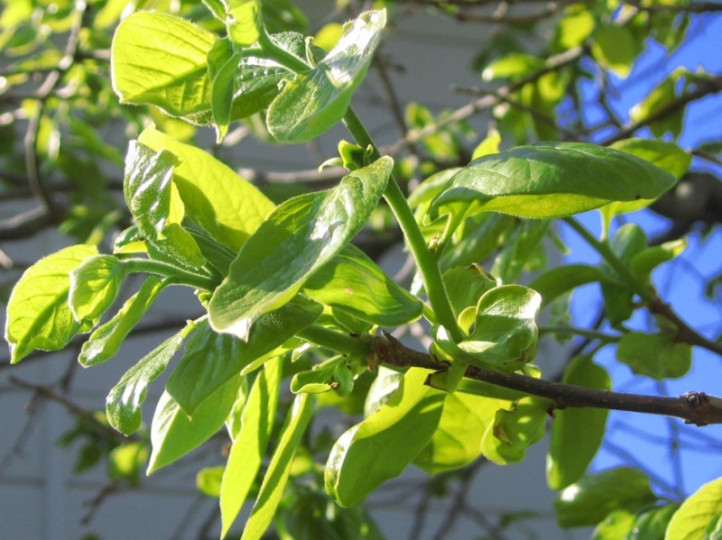 f:id:atarou:20120603065856j:image