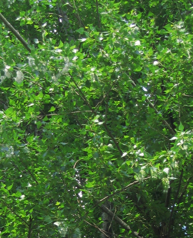 f:id:atarou:20120616060533j:image