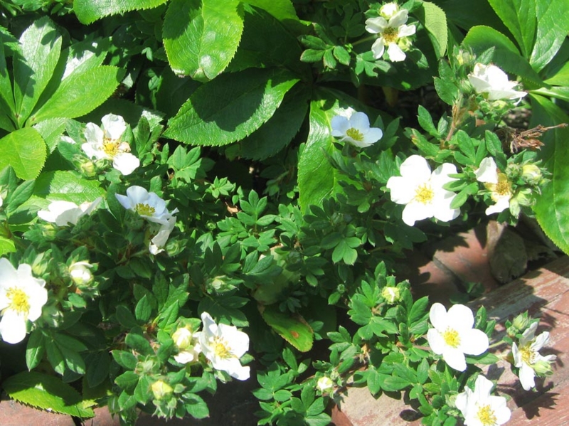 f:id:atarou:20120616062013j:image