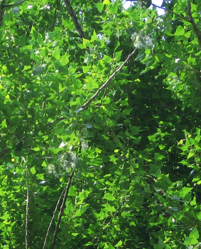 f:id:atarou:20120616062820j:image
