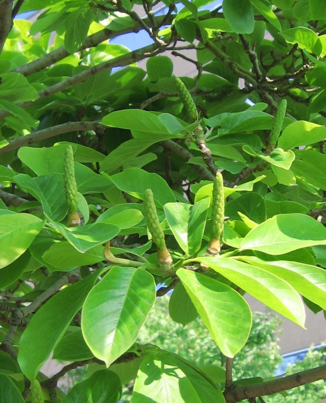 f:id:atarou:20120616064838j:image