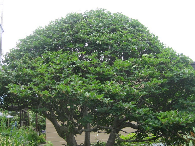 f:id:atarou:20120708174831j:image