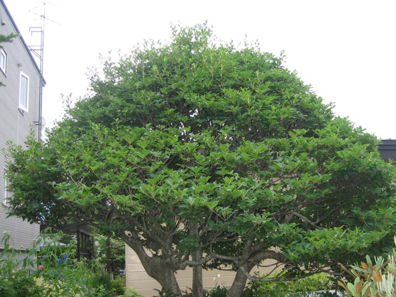 f:id:atarou:20120708174833j:image