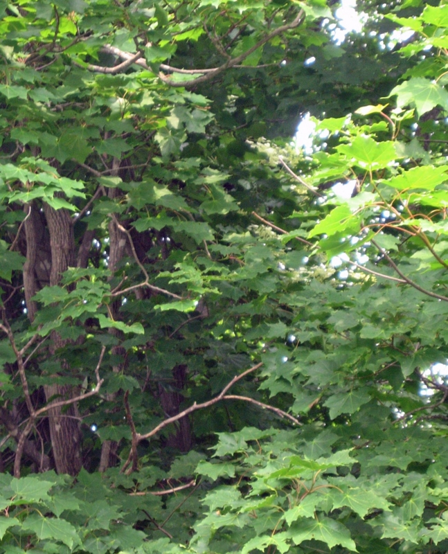 f:id:atarou:20120709060512j:image