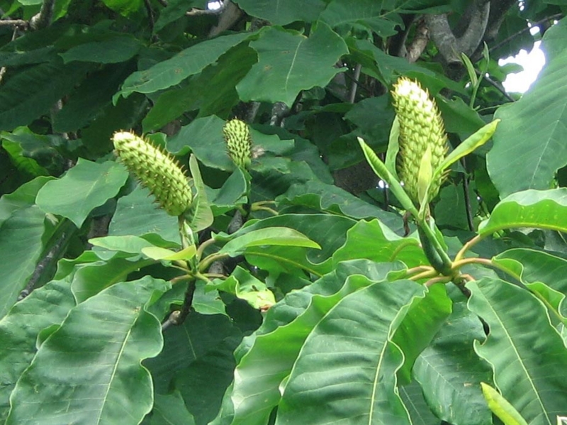 f:id:atarou:20120709060514j:image