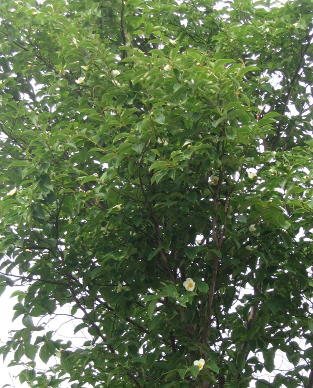 f:id:atarou:20120709060516j:image