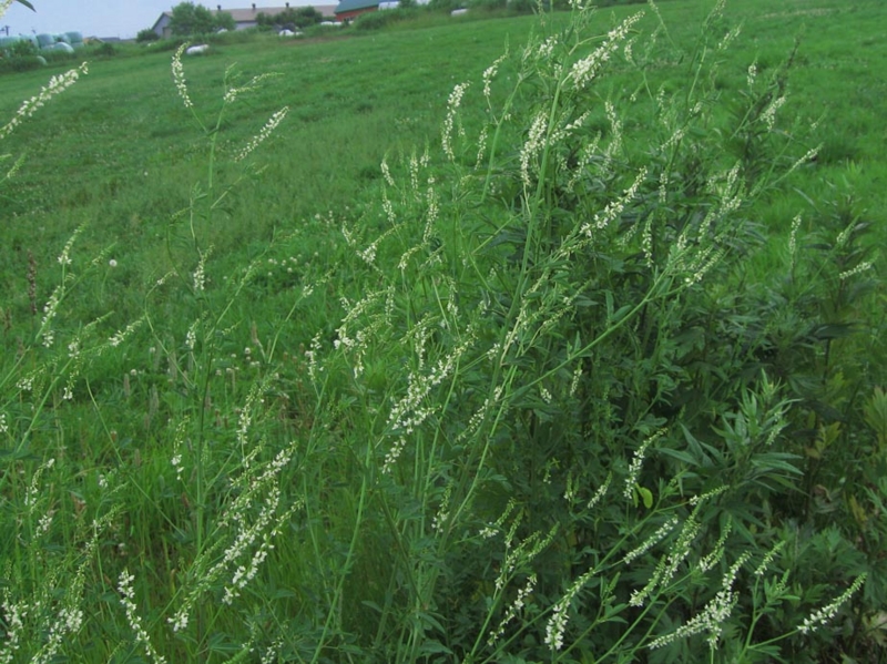 f:id:atarou:20120709061426j:image