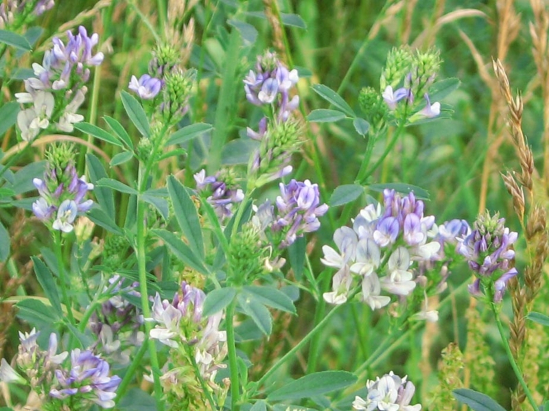 f:id:atarou:20120709062143j:image