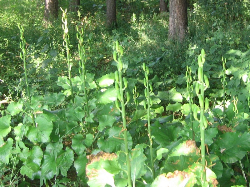 f:id:atarou:20120727063526j:image
