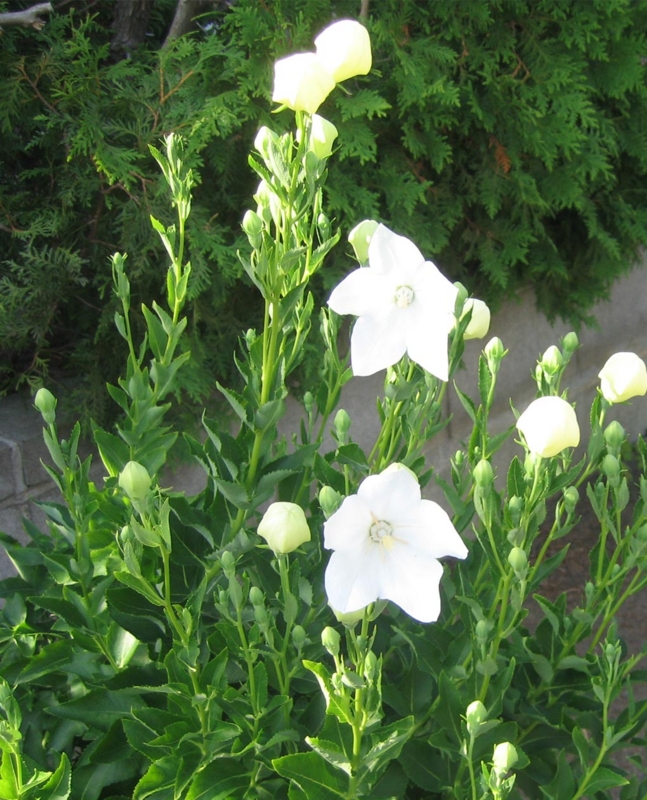 f:id:atarou:20120727064623j:image