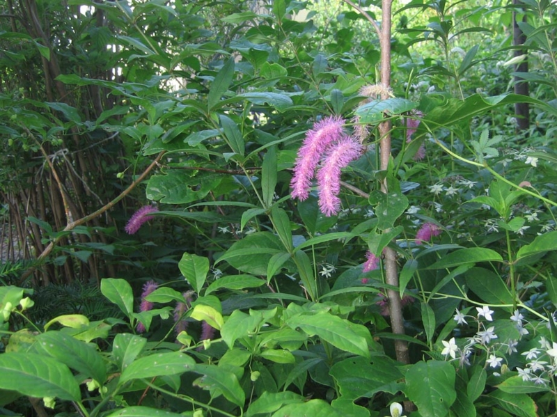 f:id:atarou:20120727065317j:image
