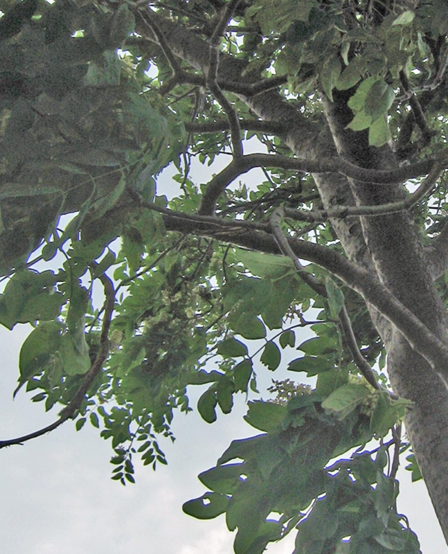f:id:atarou:20120801055743j:image