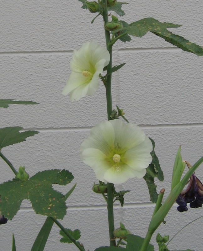 f:id:atarou:20120801055747j:image