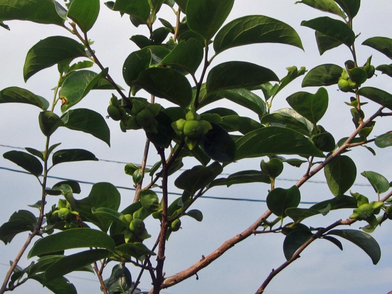 f:id:atarou:20120801060250j:image