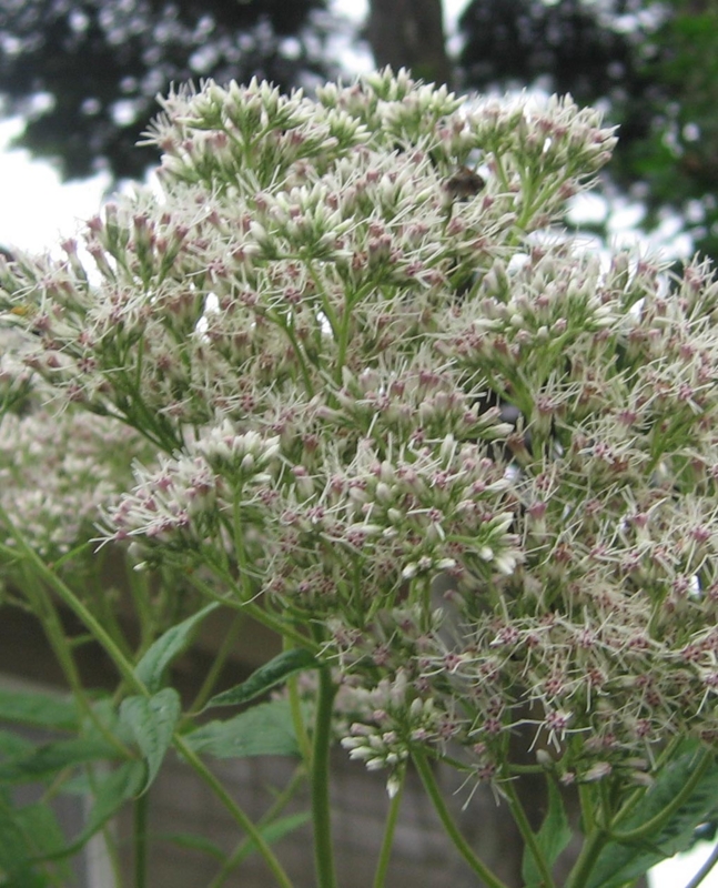 f:id:atarou:20120801203948j:image