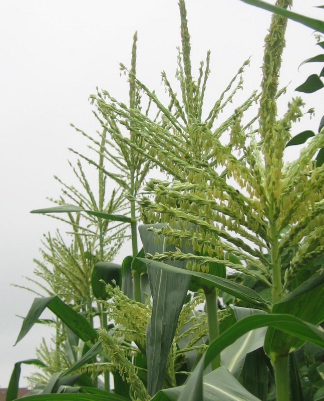 f:id:atarou:20120802055242j:image