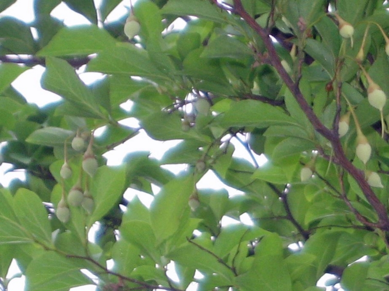 f:id:atarou:20120802055244j:image