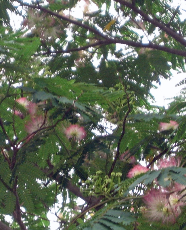f:id:atarou:20120802055247j:image