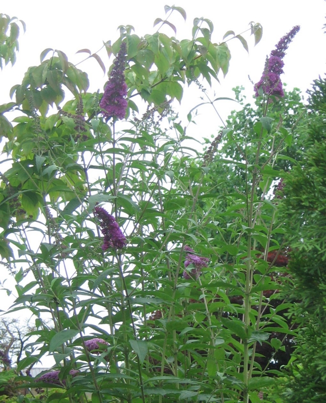 f:id:atarou:20120802060331j:image