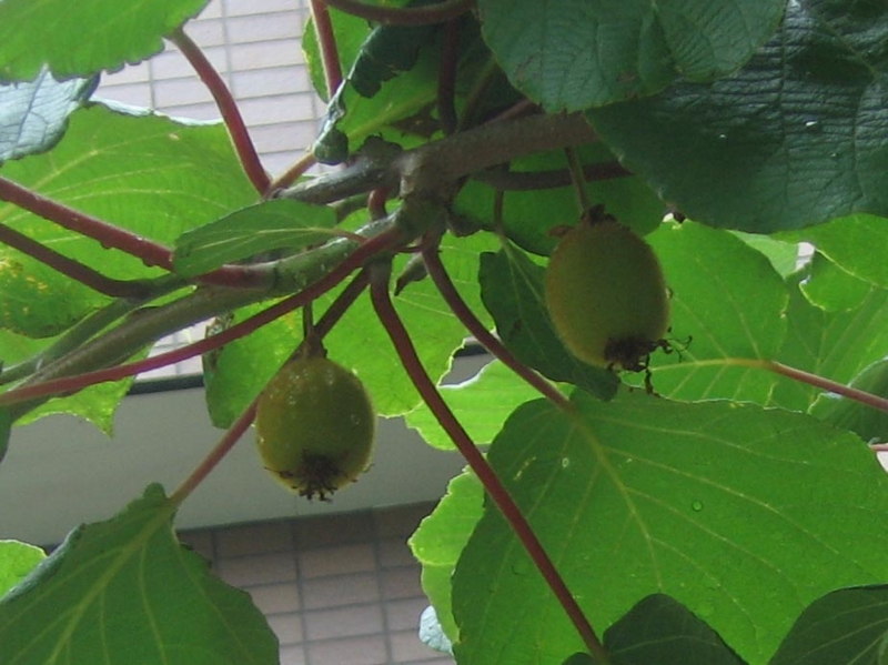 f:id:atarou:20120802060335j:image