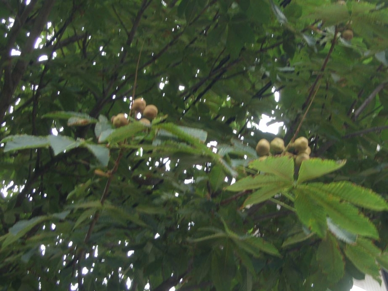 f:id:atarou:20120803053253j:image