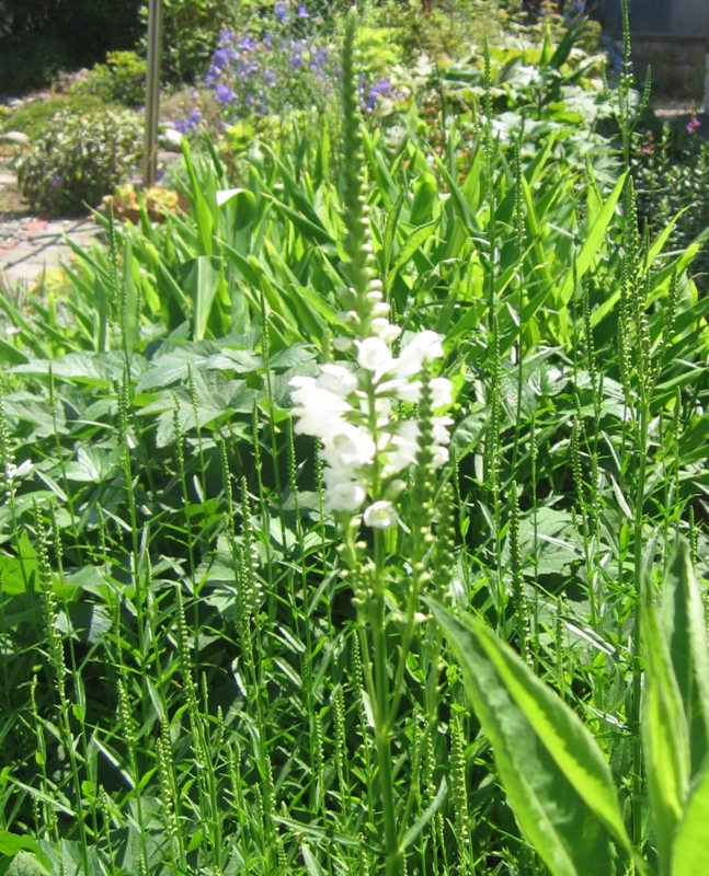 f:id:atarou:20120803181128j:image