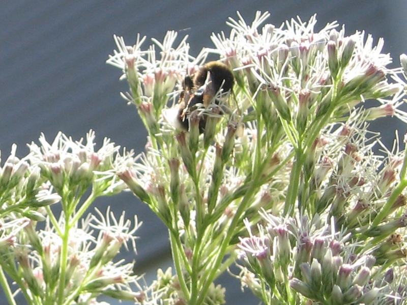 f:id:atarou:20120803181130j:image