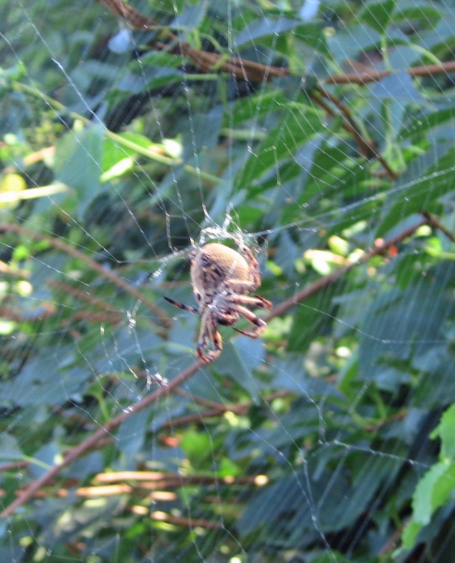 f:id:atarou:20120804060257j:image