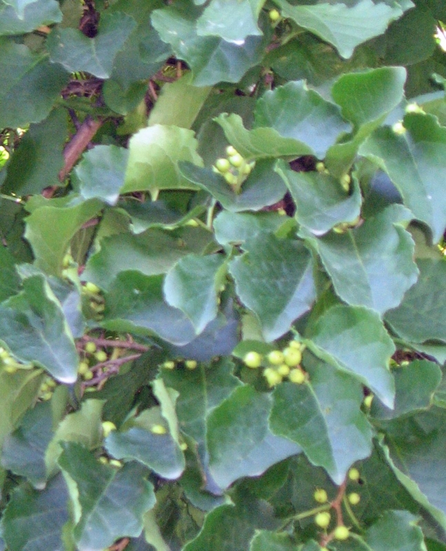 f:id:atarou:20120804060259j:image