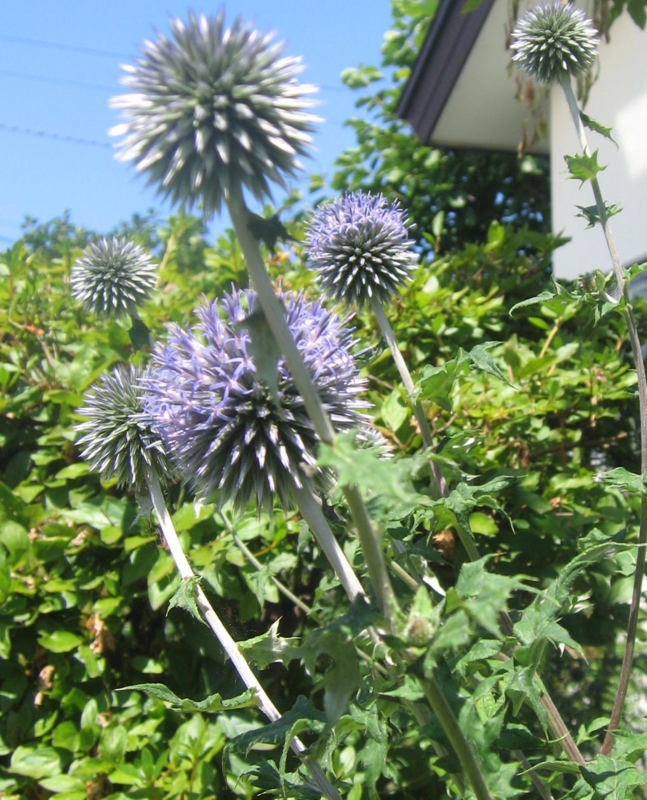 f:id:atarou:20120804194443j:image