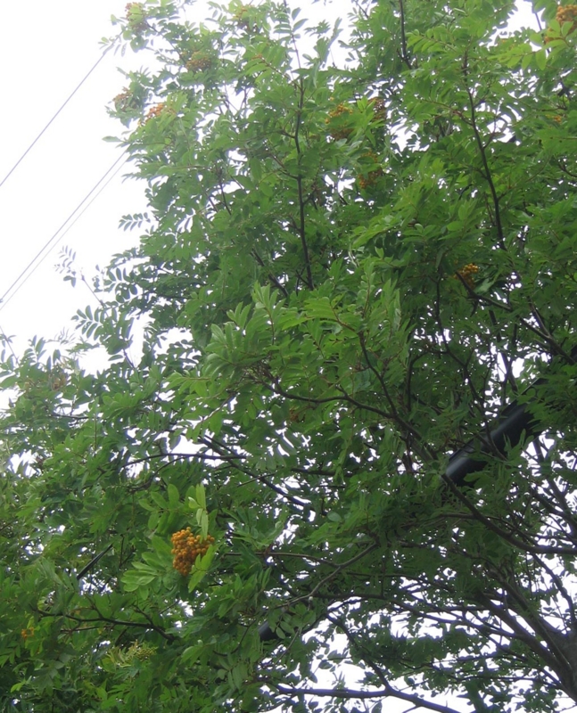 f:id:atarou:20120805060148j:image